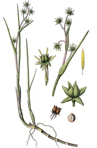 Rannoch-rush (Scheuchzeria palustris)