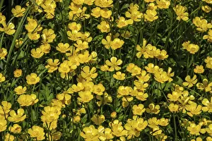 Ranunculus acris, flowering, Baden-Wurttemberg