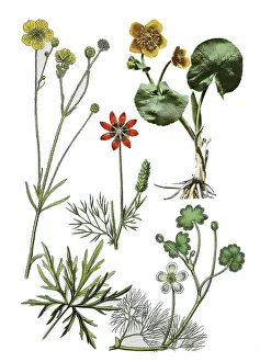 Ranunculus acris (left), Adonis aestivalis (centre)