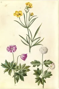 Ranunculus illyricus, steppe buttercup