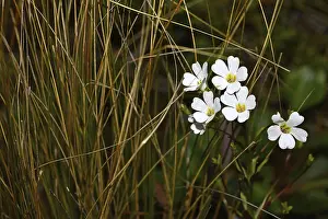 Ranunculus lyallii (Mountain buttercup)
