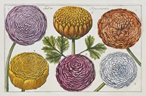 Ranunculus (Ranunculus), hand-coloured copper engraving after Mario Cammerari by Professor Filippo Arena from La Natura