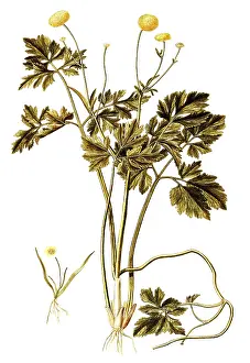 Ranunculus repens, Double Creeping Buttercup