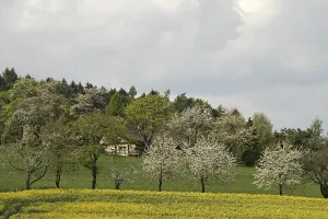 Rape field with cherry trees in Hagen a