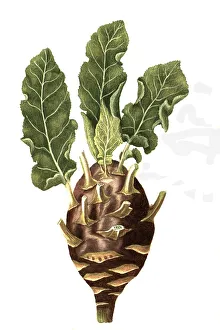 Rapocaulis dicta, Brassica rapa