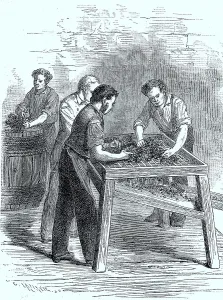 Rappen, sorting out grapes in a vineyard in France in 1875