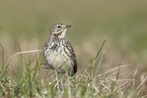 Raps (Anthus pratensis), in breeding territory