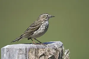 Raps (Anthus pratensis), sitting on a pole