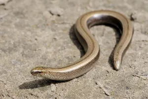 Rare animal, legless shiny harmless lizard slow worm on the ground