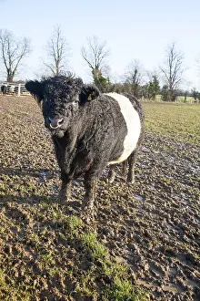Rare breed Belted Galloway beef cattle herd at Lux farm