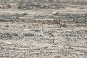 Rare cantilever bustard (Chlamydotis undulata fuertaventurae)