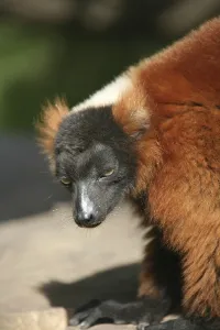These rare lemurs can only (still) be found in Madagascar