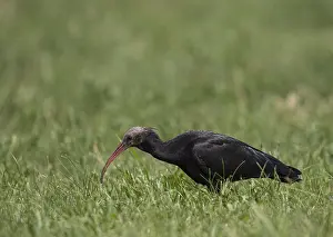 Rare northern bald ibis (Geronticus eremita)