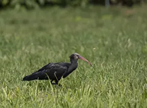 Rare northern bald ibis (Geronticus eremita)