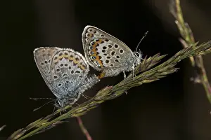 Rare Quendel's blue (Pseudophilotes schiffermuelleri) during mating