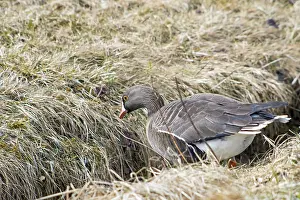 One of the rarest geese species in Europe that are highly endangered by hunting
