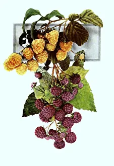 Raspberries of the variety: 1. Golden Queen