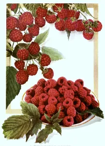 Raspberries of the variety: 1. Herbert
