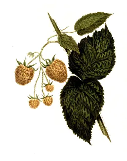 Raspberry of the Col Wilder Raspberry variety digitally restored reproduction of an original from the 19th century