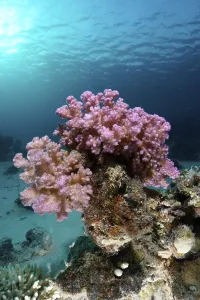 Raspberry coral (Pocillopora damicornis) in the backlight