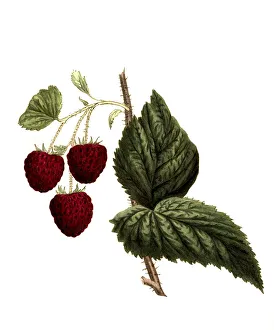 Raspberry of the Cushing raspberry variety digitally restored reproduction of an original from the 19th century