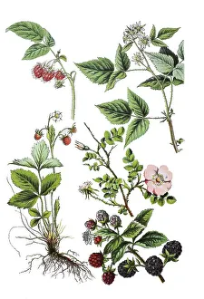 Raspberry, Rubus idaeus (top left and right)