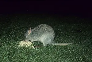 Rat-kangaroo (Macropodidae)
