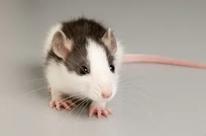 Rat (Rattus)