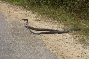 Rat snake, Rat snakes, Adder, Other animals