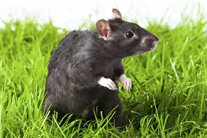 Rats isolated