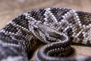 Rattlesnake, Crotalus atrox. Western Diamondback