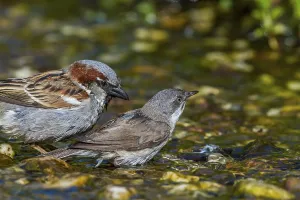 Rattling warbler by a stream (Sylvia curruca)