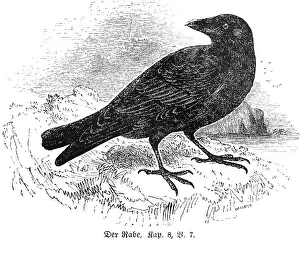 Raven, Bible, Old Testament, waters