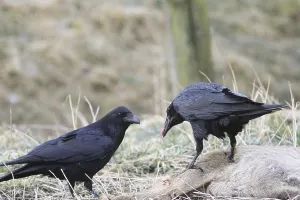 Raven (Corvus corax)