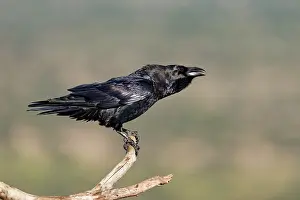 Raven (Corvus corax) on a dead branch