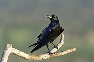 Raven (Corvus corax) on a dead branch