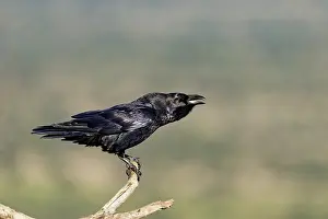 Raven (Corvus corax) on a dead branch