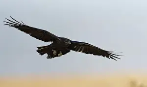 Raven (Corvus corax), flight, semi-desert