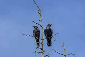 While one raven (Corvus corax) seems to have a lot to tell