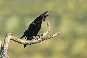 Raven (Corvus corax) mating on a branch