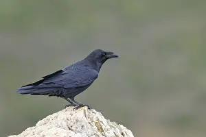Category Wildlife DE Prints: Raven (Corvus corax) on a rock, Extremadura, Spain