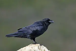 Raven (Corvus corax) on a rock, Extremadura, Spain