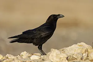 Raven (Corvus corax), semi-desert