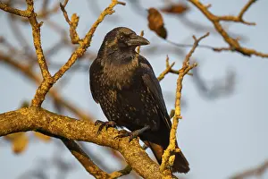 Raven (Corvus corax) sitting on a branch