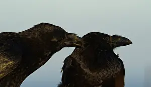 Raven (Corvus corax), social body plough