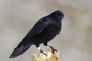 Raven (Corvus corone corone)