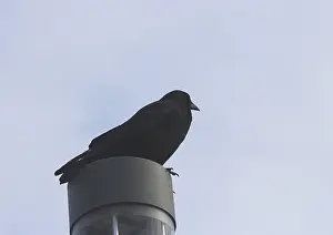 Raven crow (Corvus corone), on a lantern