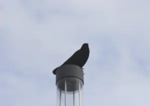 Raven crow (Corvus corone), on a lantern
