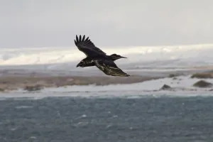 Raven in flight over ocean (Commander Islands)