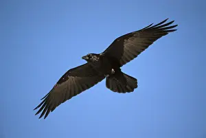 Raven, Hesse, Germany (Corvus corax)